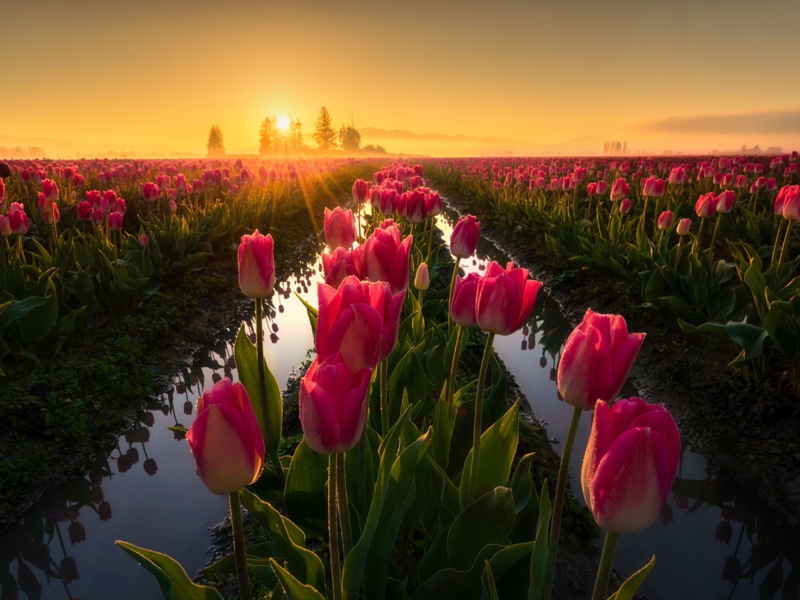 Розовые тюльпаны на рассвете после дождя 