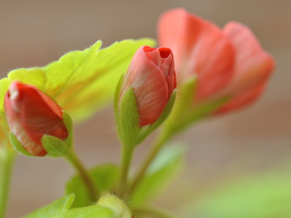 Красный цветок герани распускается крупным планом
