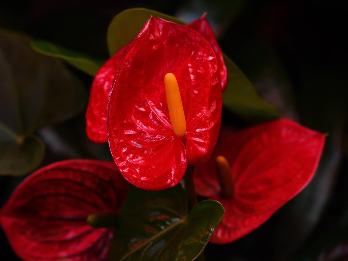 Красные комнатные цветы антуриум крупным планом