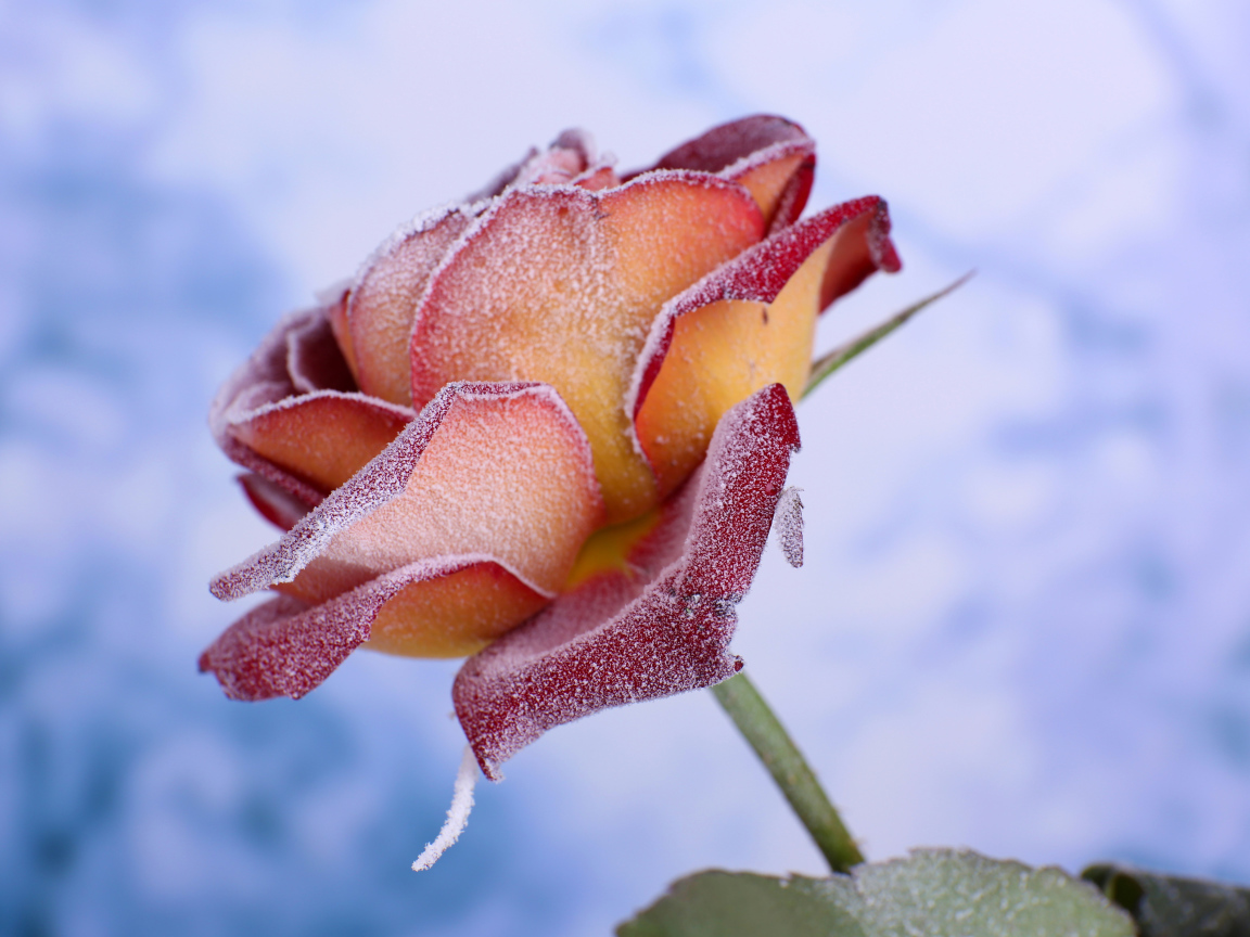 Лепестки красной розы покрыты инеем 