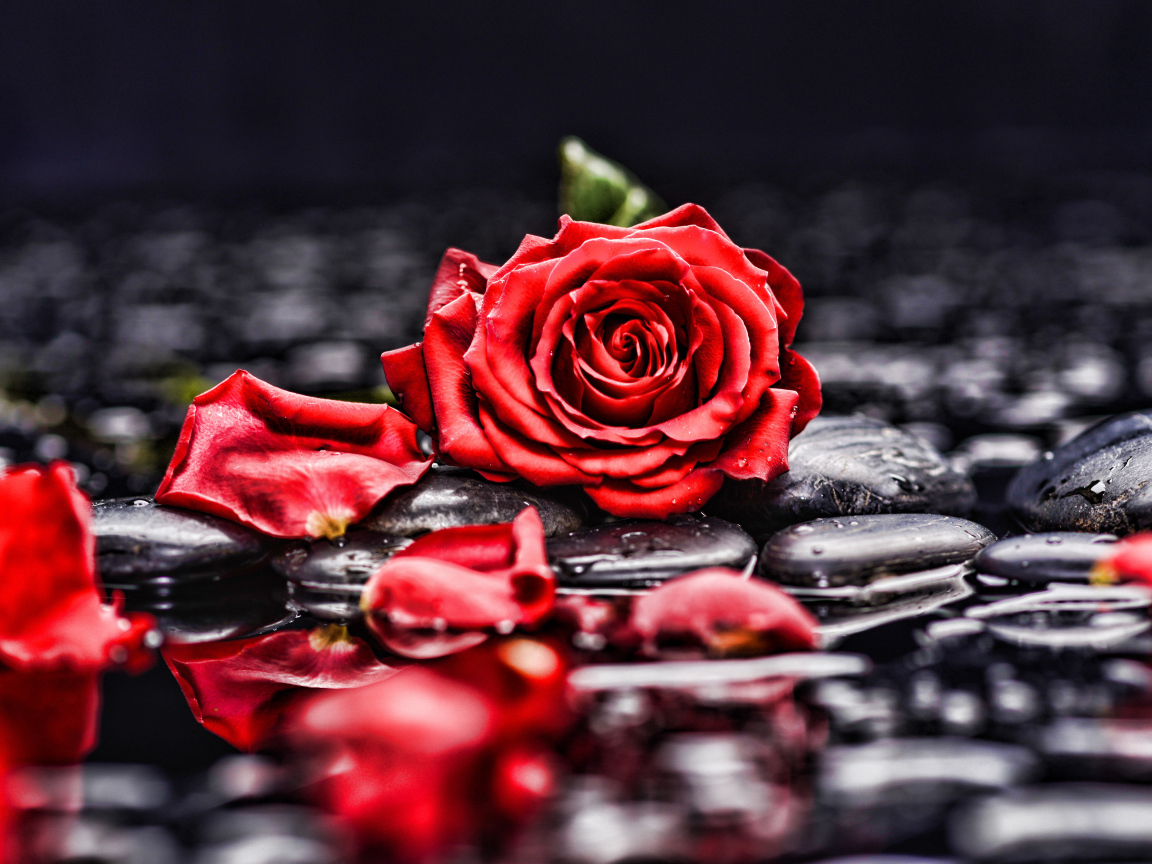 Красная роза с лепестками лежит на мокрых черных камнях