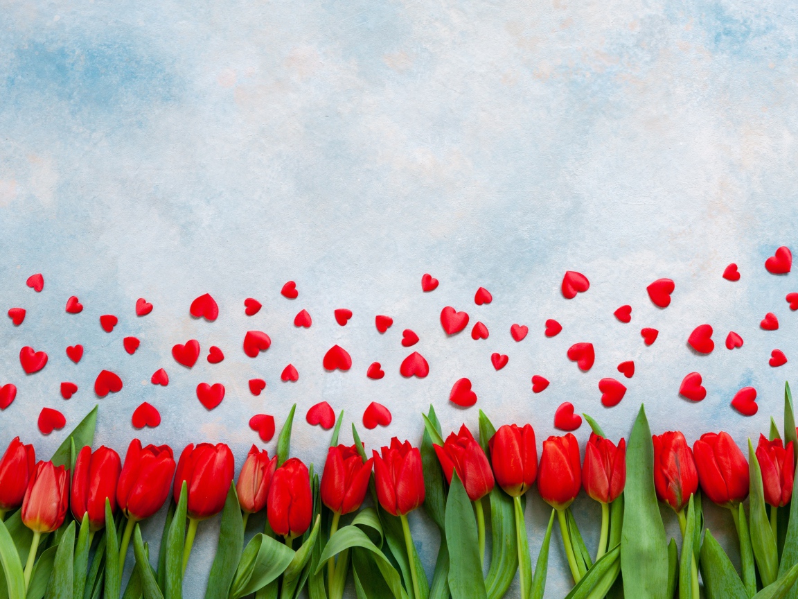 Красные тюльпаны на голубом фоне с красными сердечками