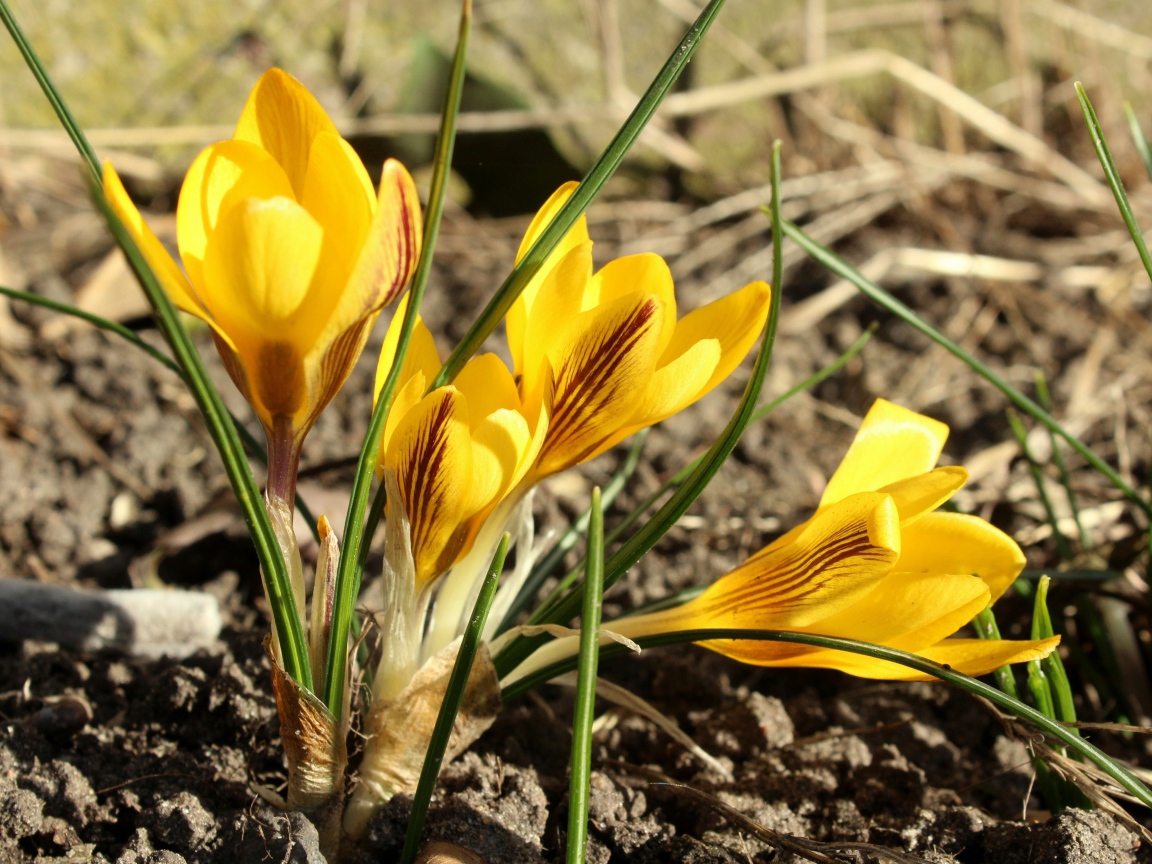 Солнечные желтые крокусы на земле весной