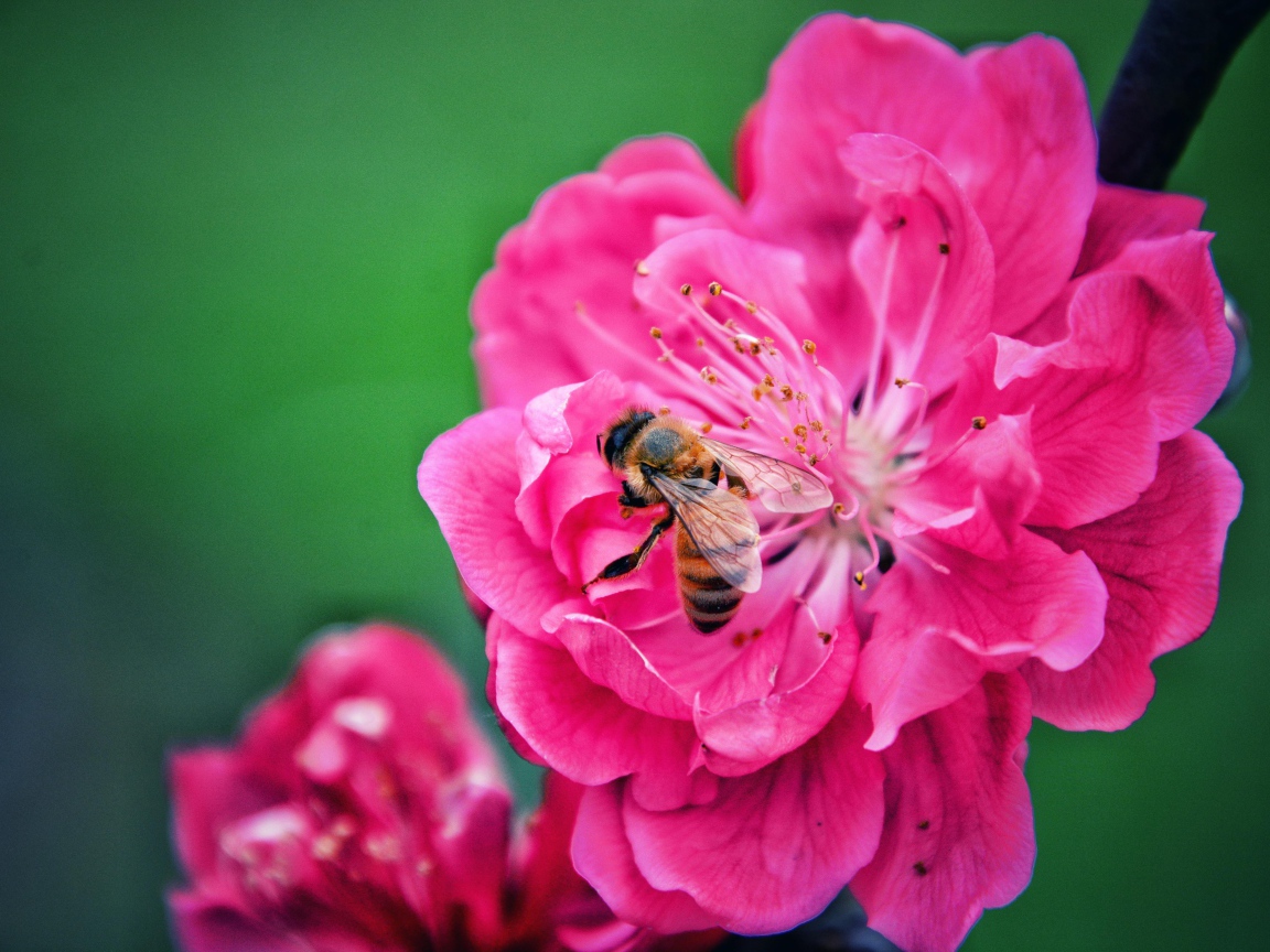 Пчела сидит на розовом цветке на зеленом фоне