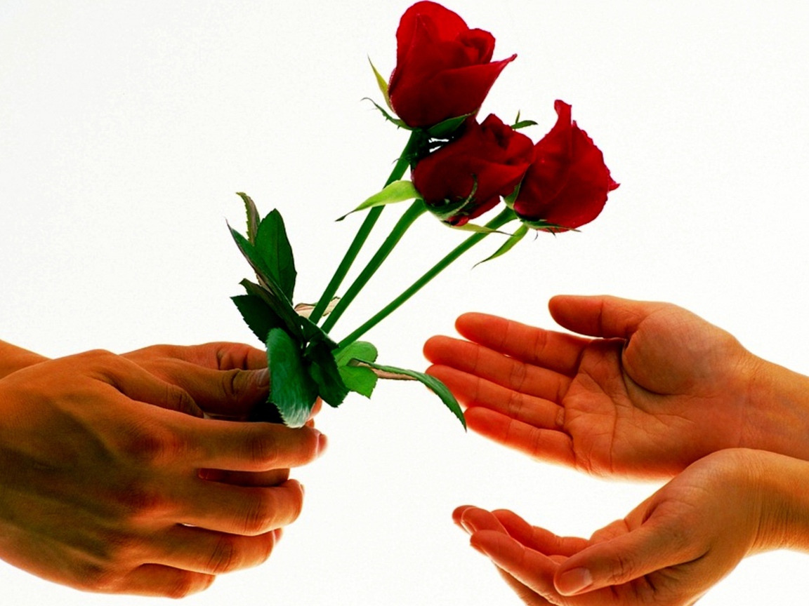 Парень дарит девушке три красных розы на белом фоне