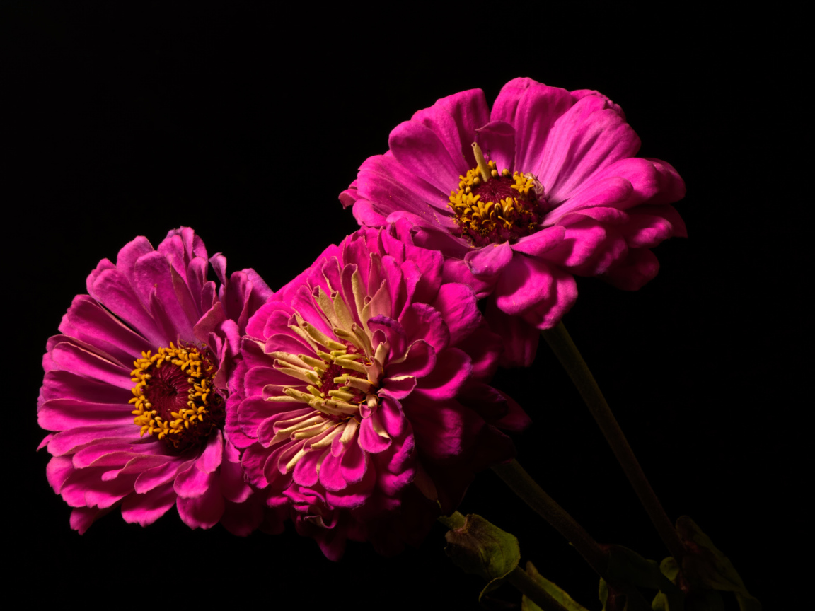 Три розовых цветка циннии на черном фоне