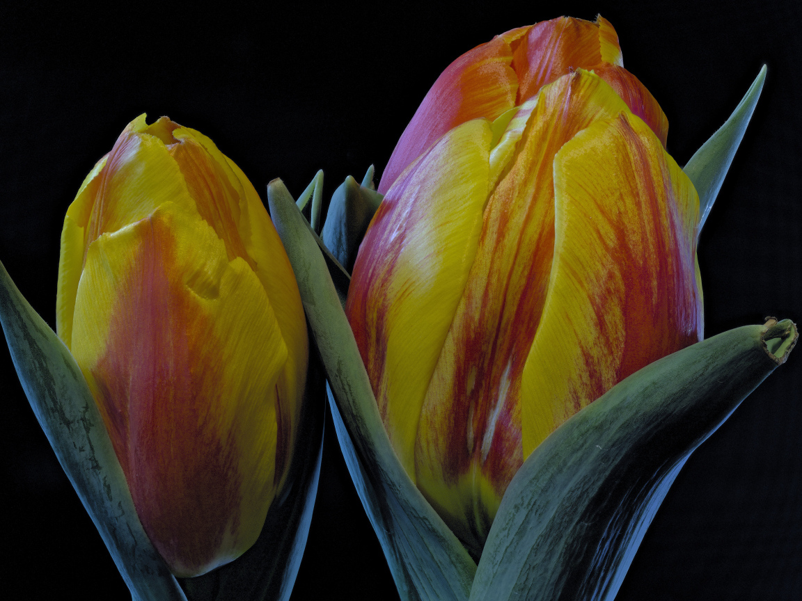 Два оранжевых тюльпана на черном фоне крупным планом