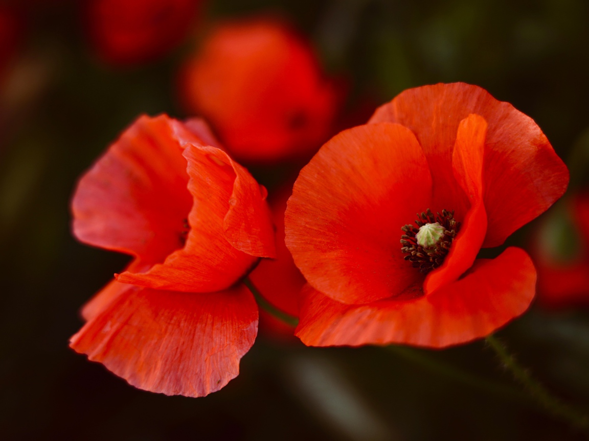 Два алых мака крупным планом