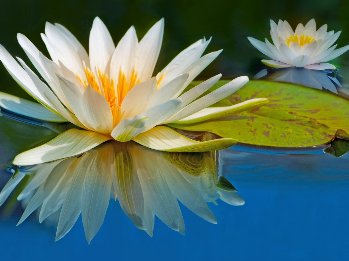 Два цветка водяной лилии отражаются в воде с зеленым листом