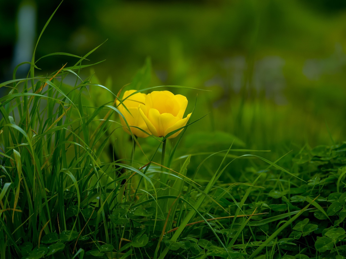 Два желтых тюльпана в зеленой траве