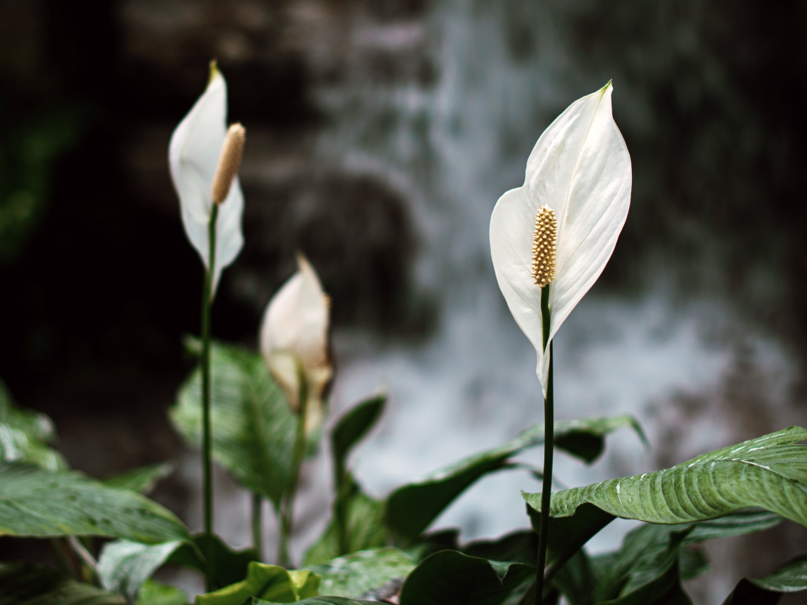 Белые цветы антуриум с зелеными листьями