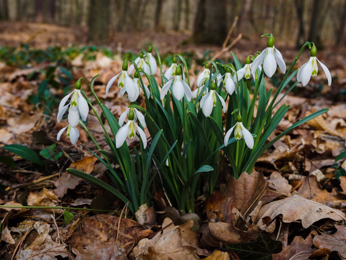 Белые красивые подснежники на сухой листве