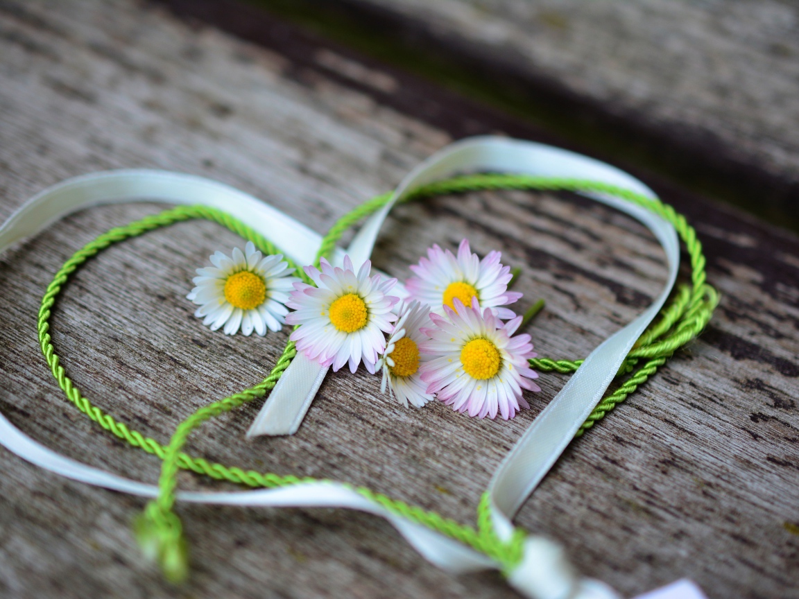 Белые маргаритки лежат на деревянной лавке с сердцем из ленты