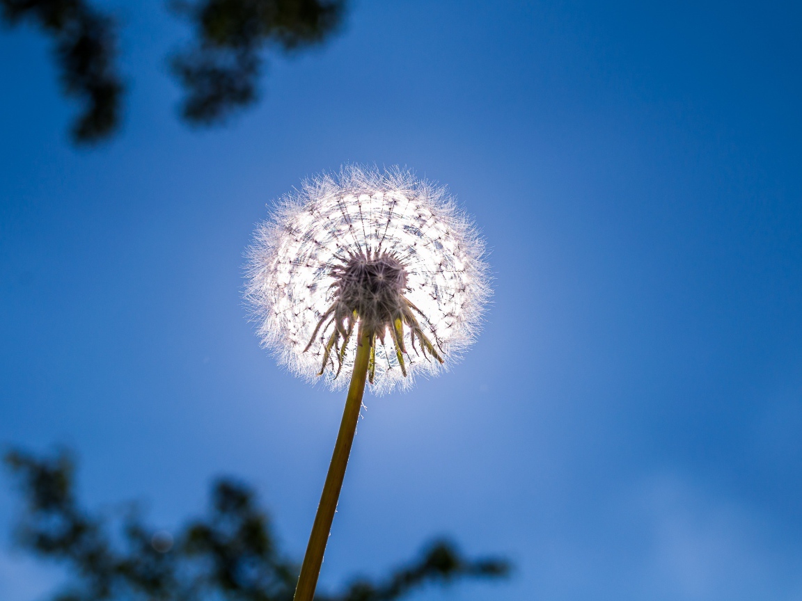 Белый одуванчик на фоне голубого неба 