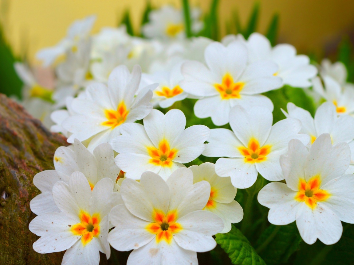 Белые нежные цветы комнатного цветка примула