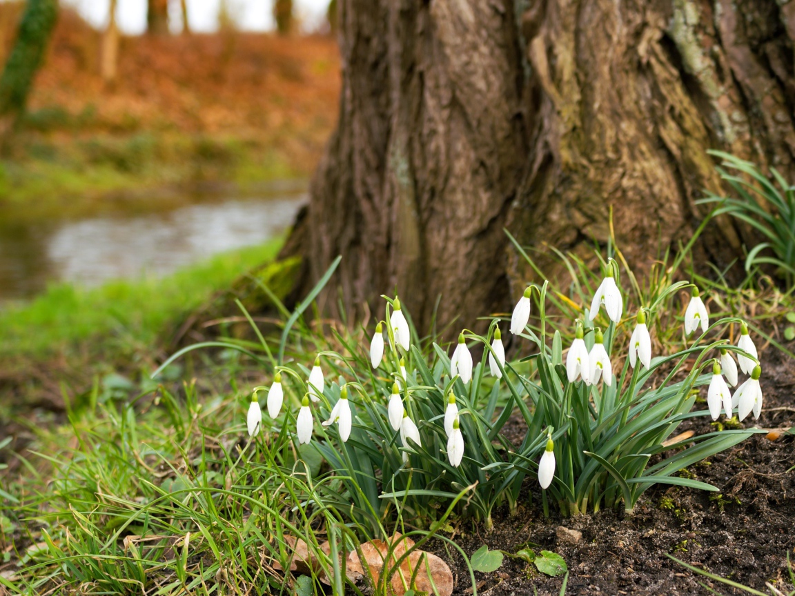 Белые первые весенние цветы подснежники под деревом
