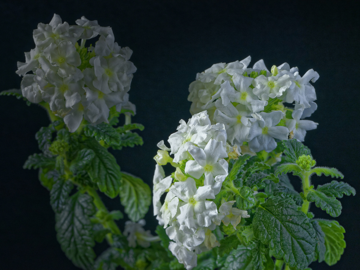 Белые цветы вербены на сером фоне