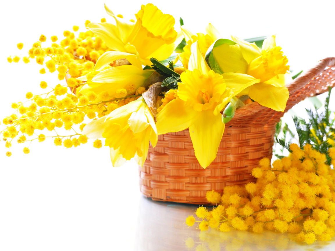 Желтые нарциссы с мимозой в корзине на белом фоне
