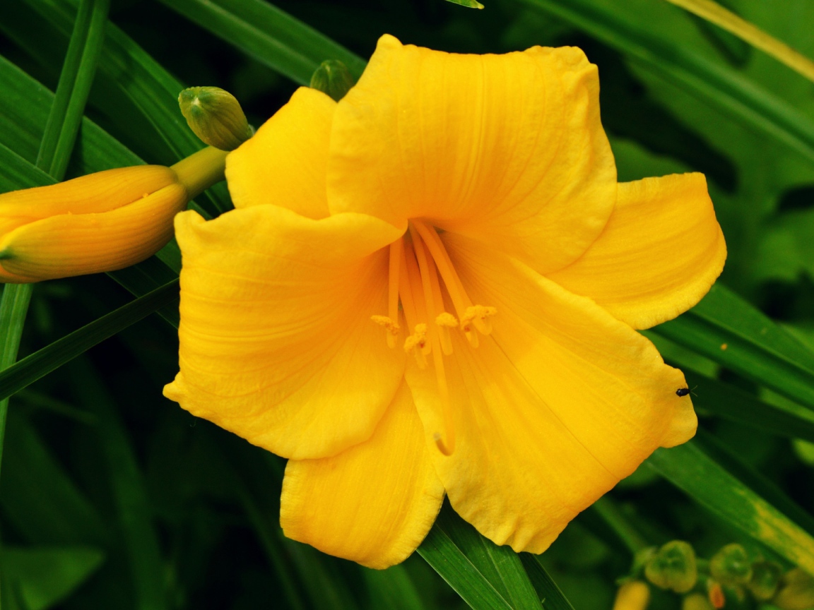 Желтая лилия с бутонами в зеленых листьях 