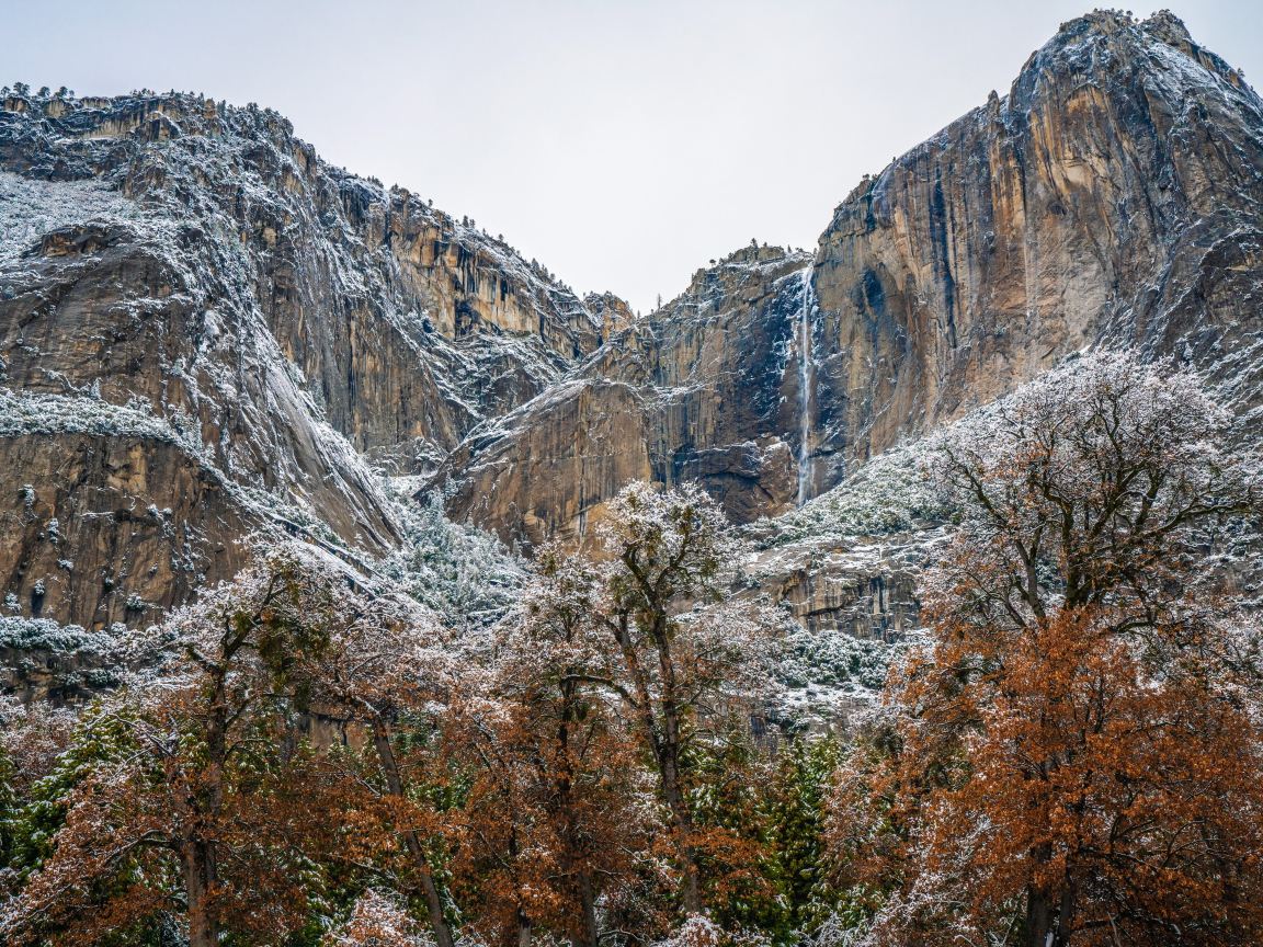 Деревья у высоких заснеженных гор 