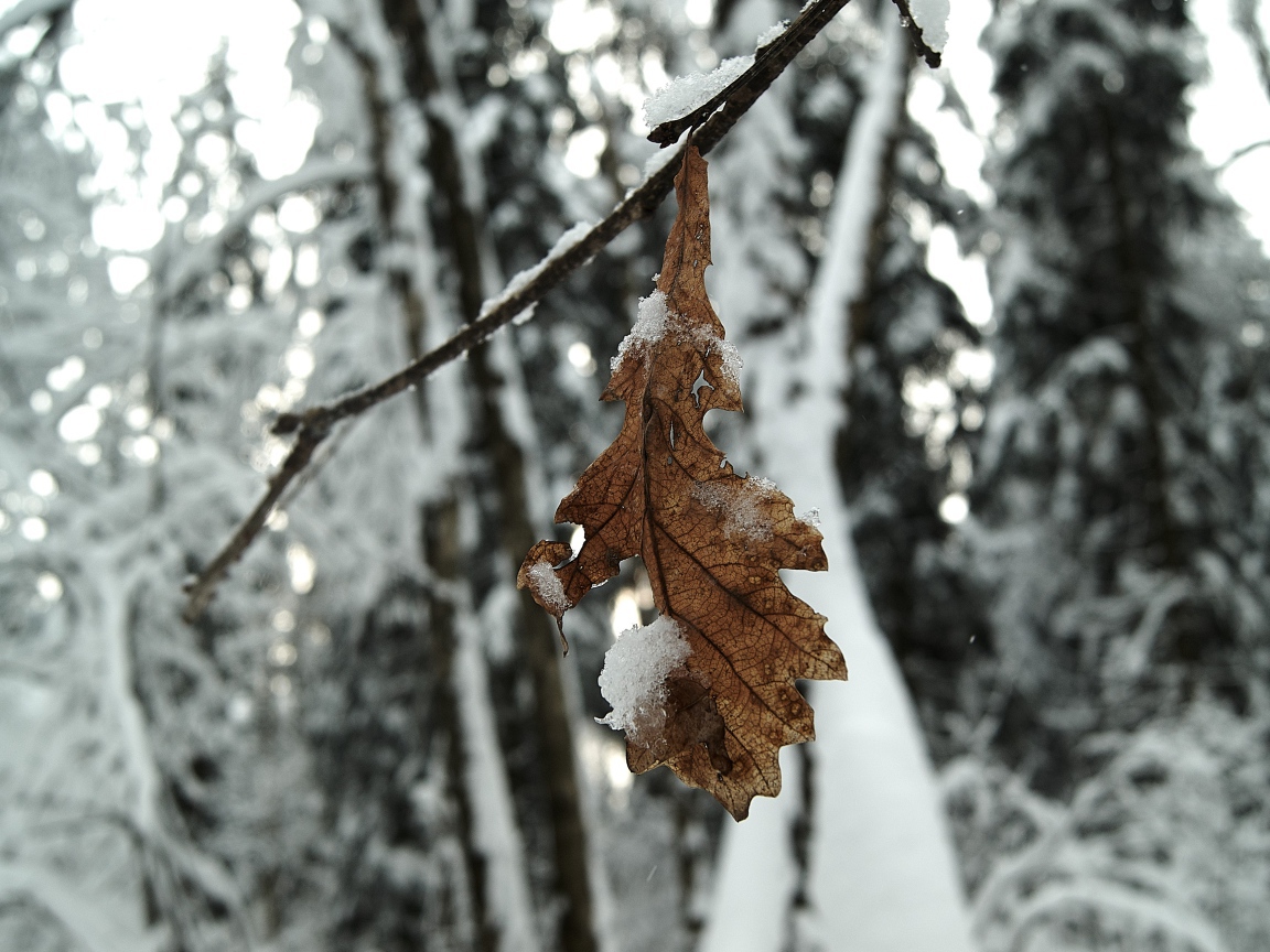 Сухой лист дуба на ветке зимой 