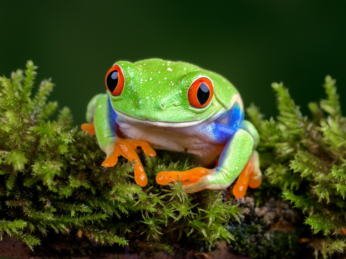 A large green frog with red eyes sits on a moss-covered branch