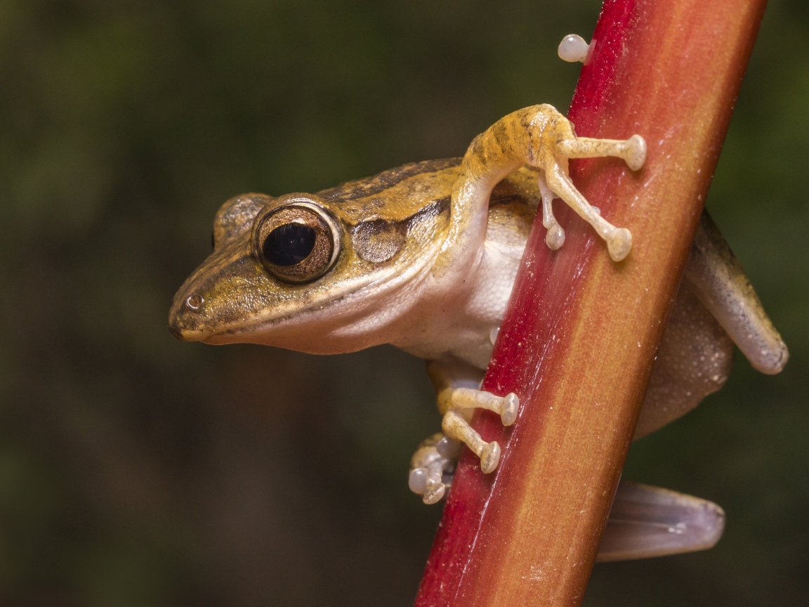 Лягушка сидит на растении крупным планом