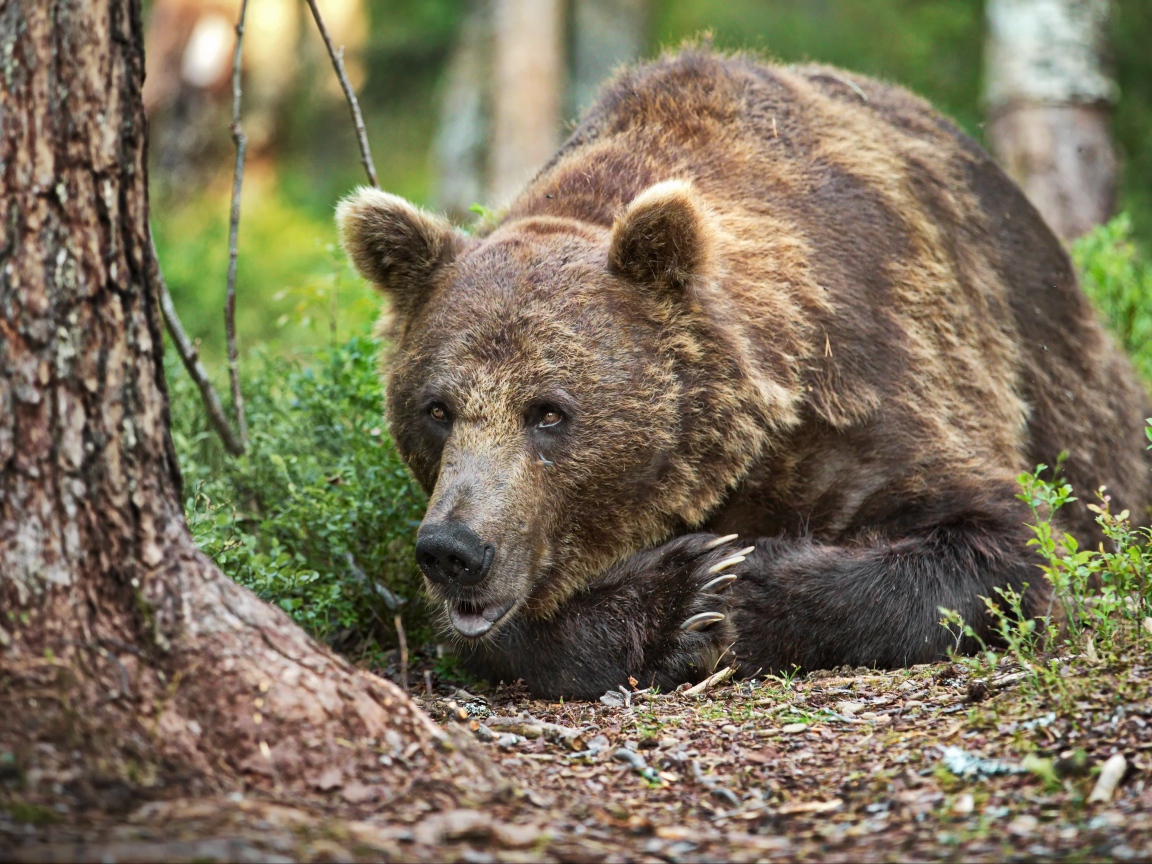 Большой бурый медведь лежит на траве в лесу