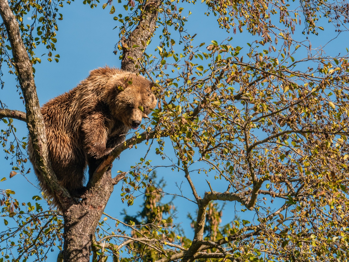 Большой бурый медведь сидит на ветке дерева 