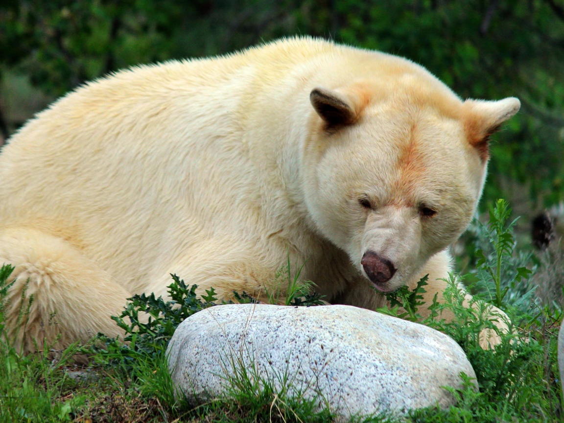 Большой грозный белый медведь у камней