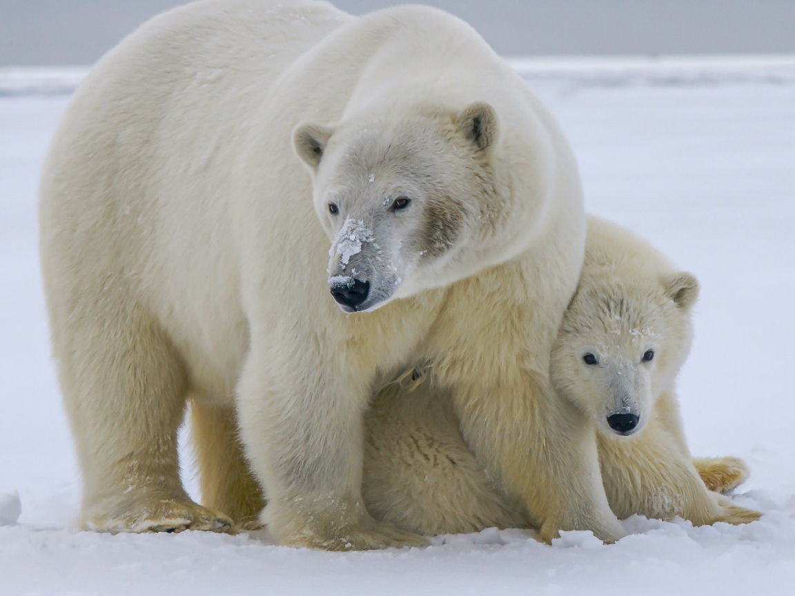 Большая полярная медведица с медвежонком на снегу