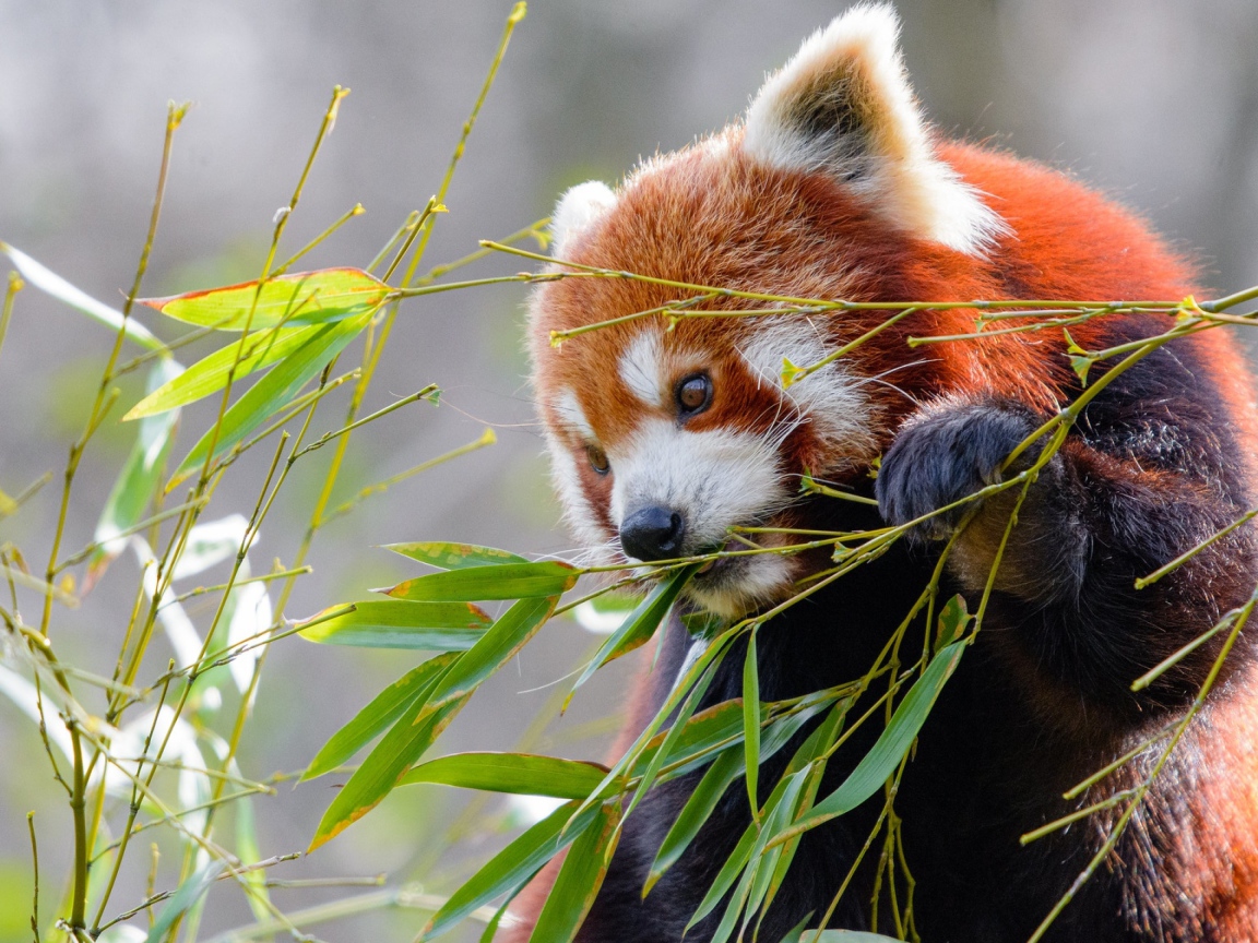 Малая панда грызет зеленые ветки бамбука
