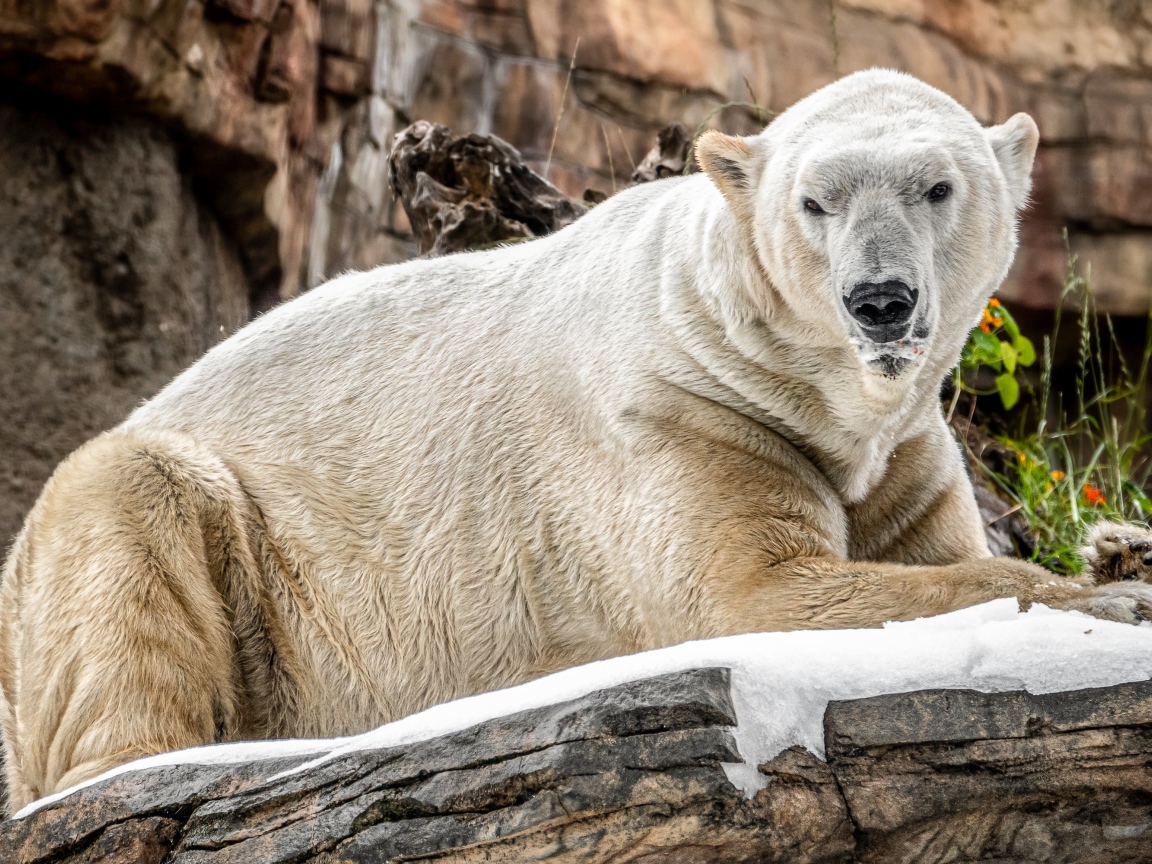Грозный белый медведь лежит на камне в зоопарке 