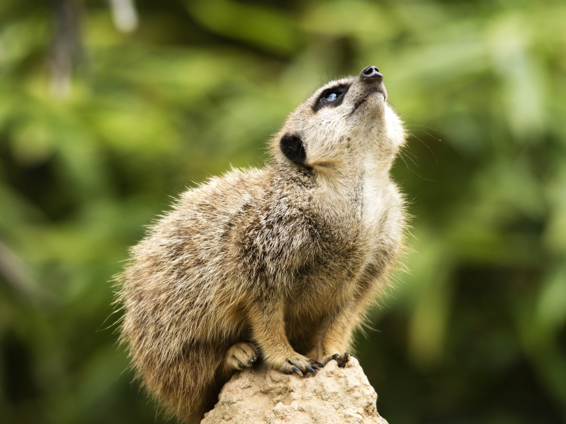 Маленький сурикат сидит на камне 