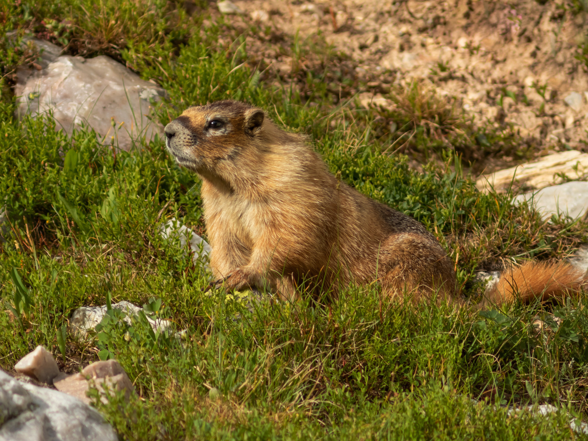 Сурок сидит на зеленой траве 