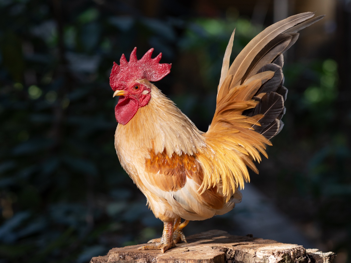 Красивый домашний петух стоит на пне в лучах солнца