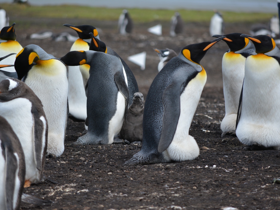 Стая пингвинов на земле 