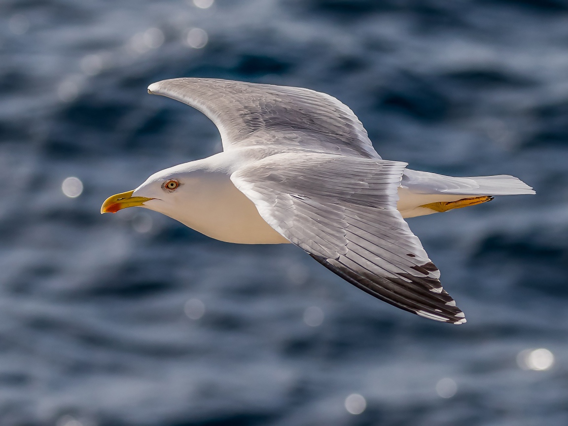 Большая серая чайка летит над водой