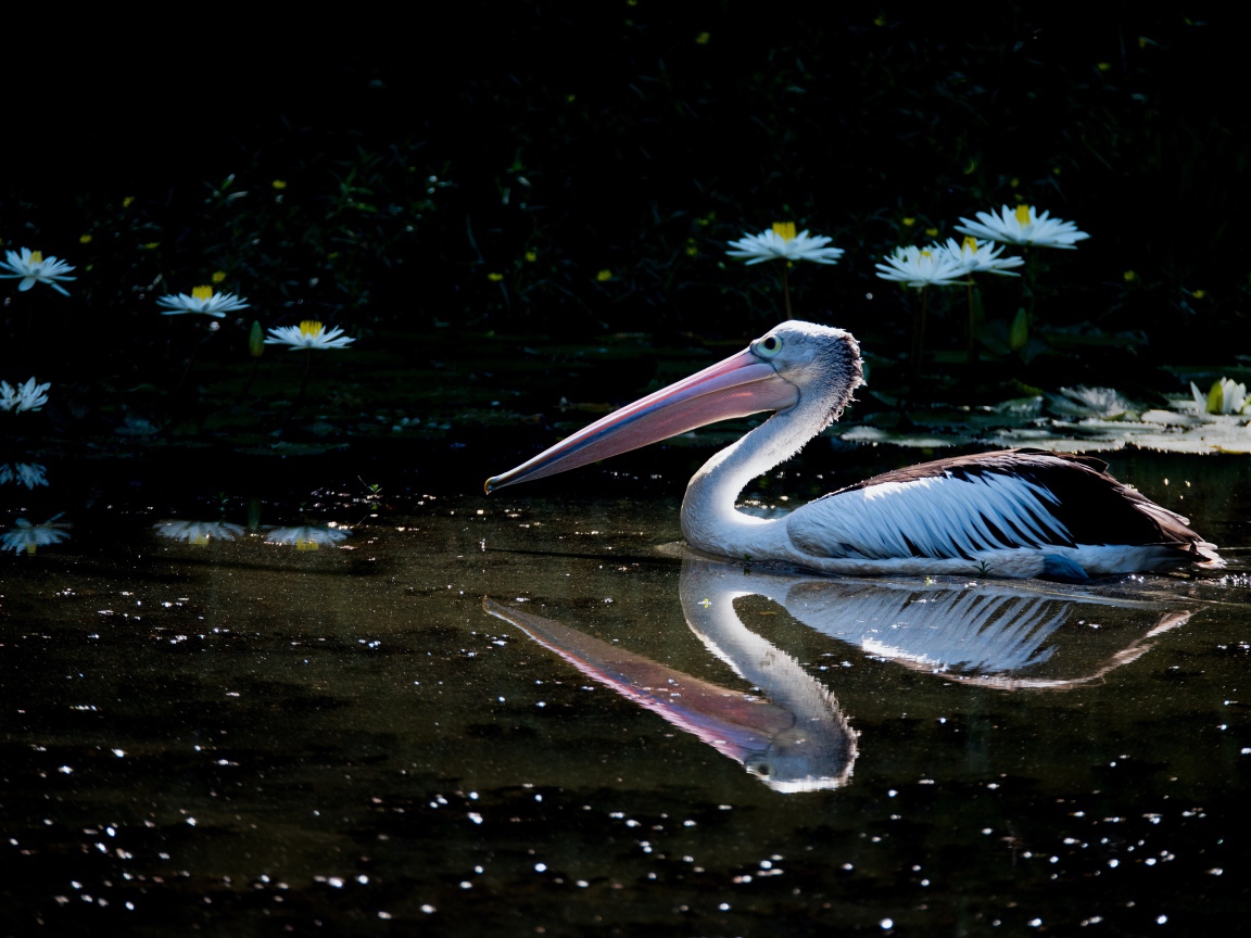 Большой пеликан плавает в пруду с белыми водяными лилиями