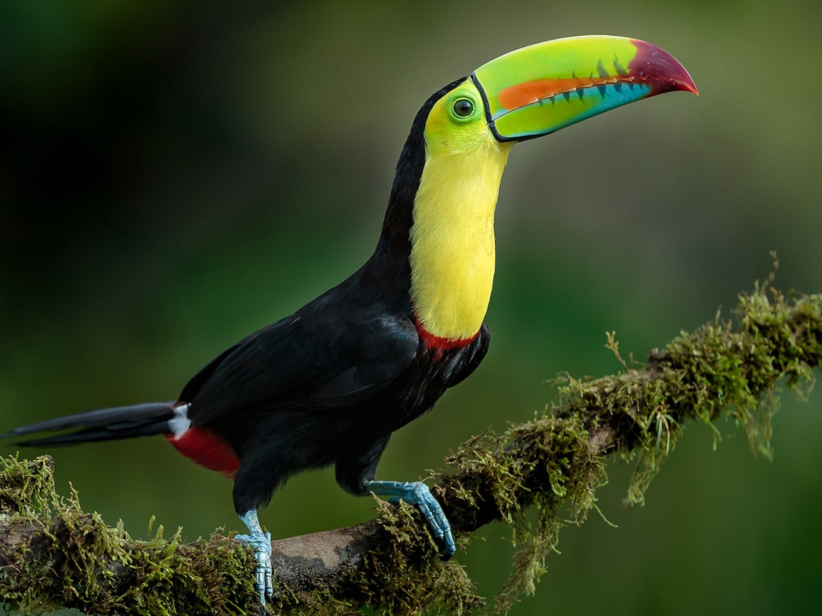 Большой тукан с разноцветным клювом сидит на ветке дерева 