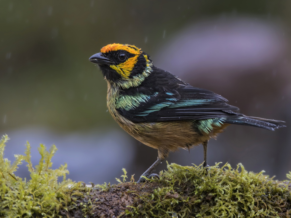 Маленькая птичка сидит на покрытой мхом ветке
