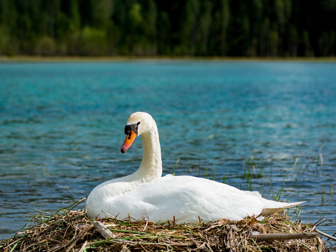 Красивый белый лебедь в гнезде у озера