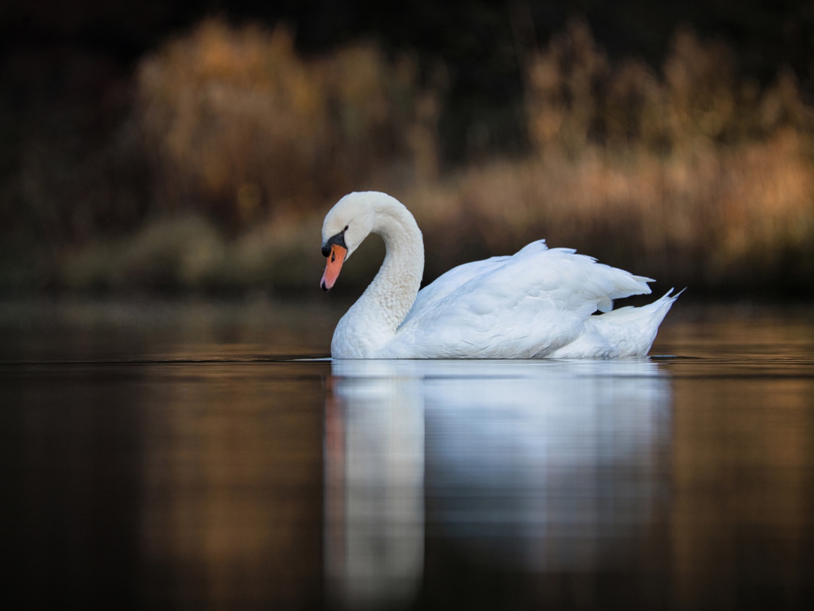 Красивый белый лебедь в спокойной воде озера 