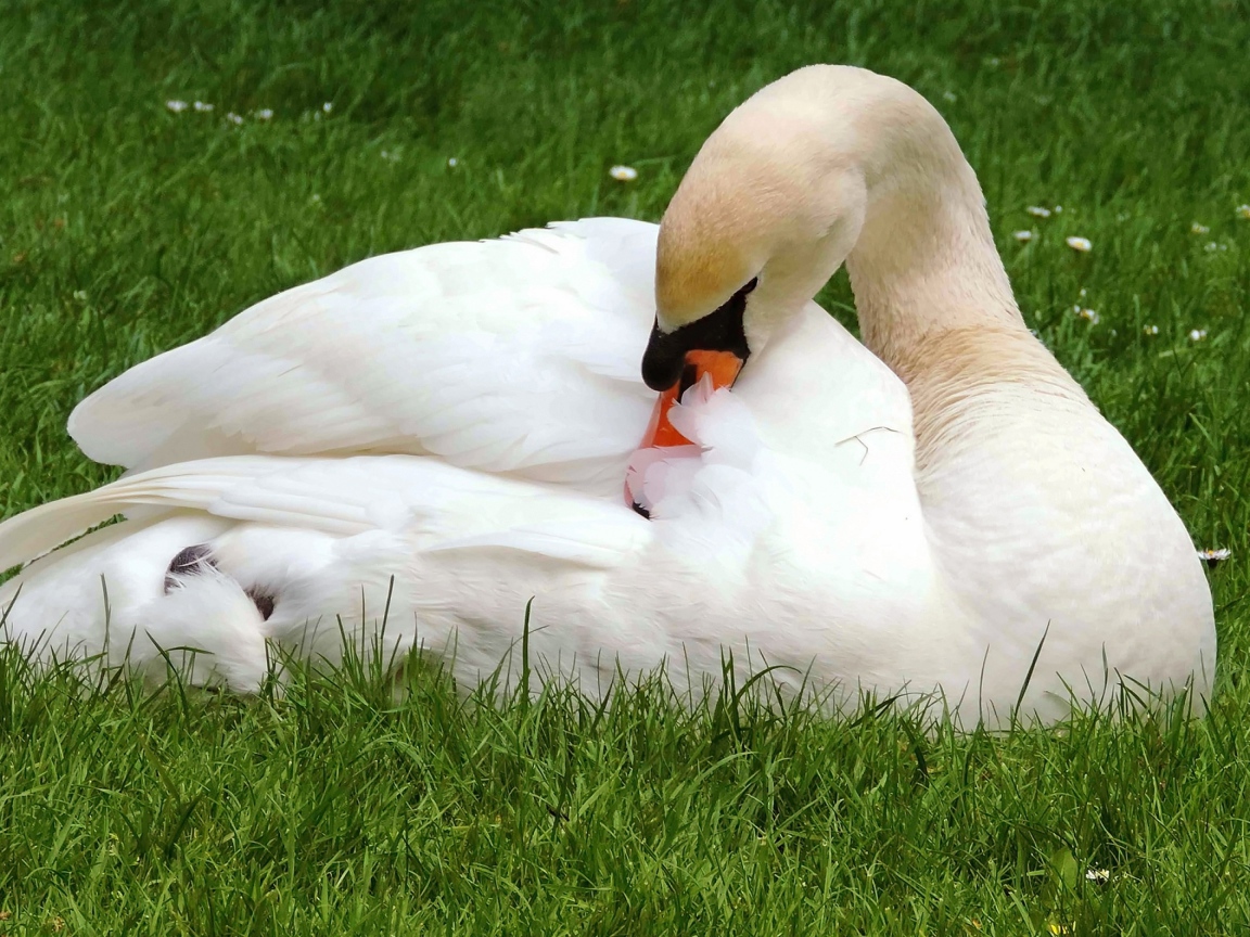 Красивый белый лебедь лежит на зеленой траве 