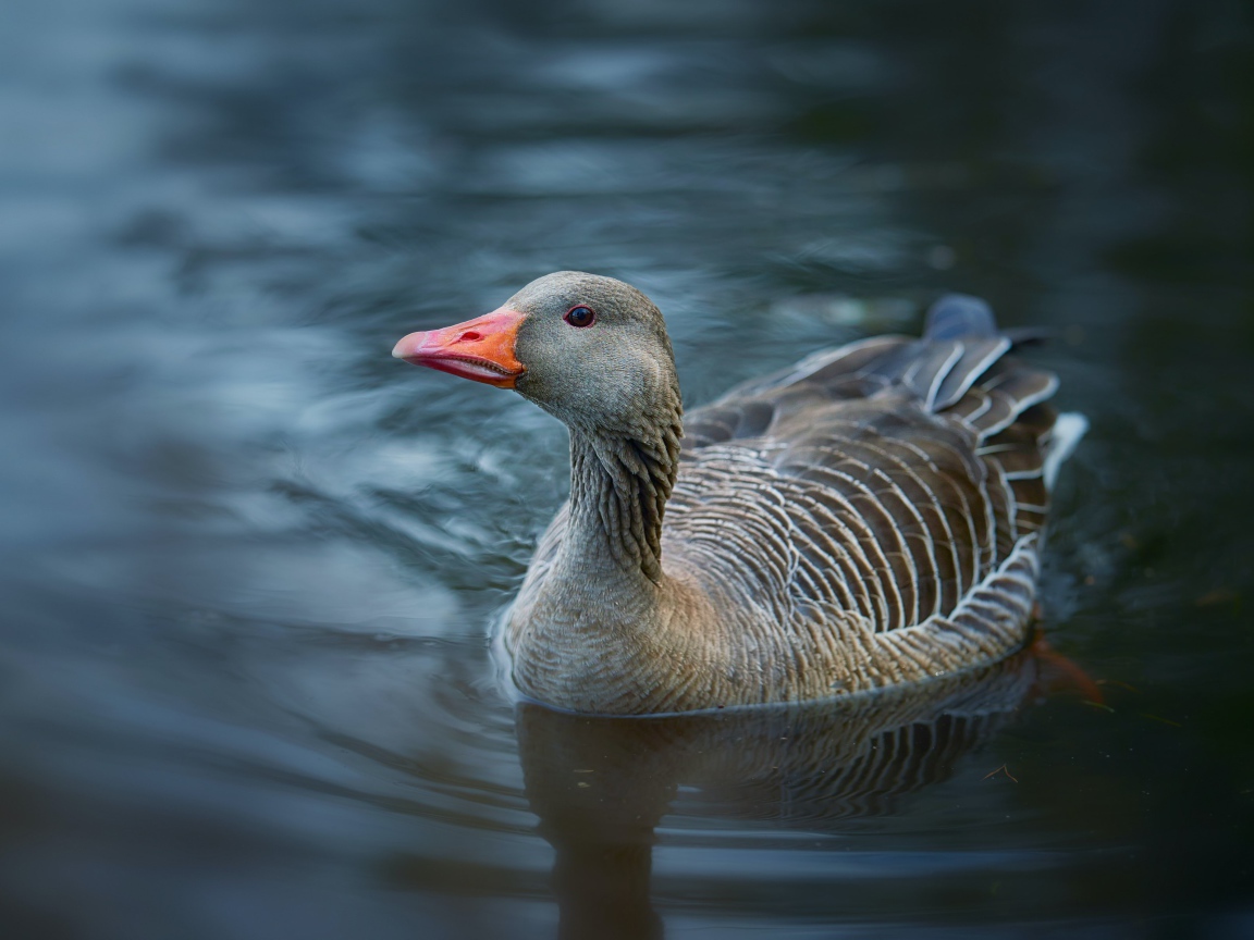 Большой серый гусь плавает в воде 