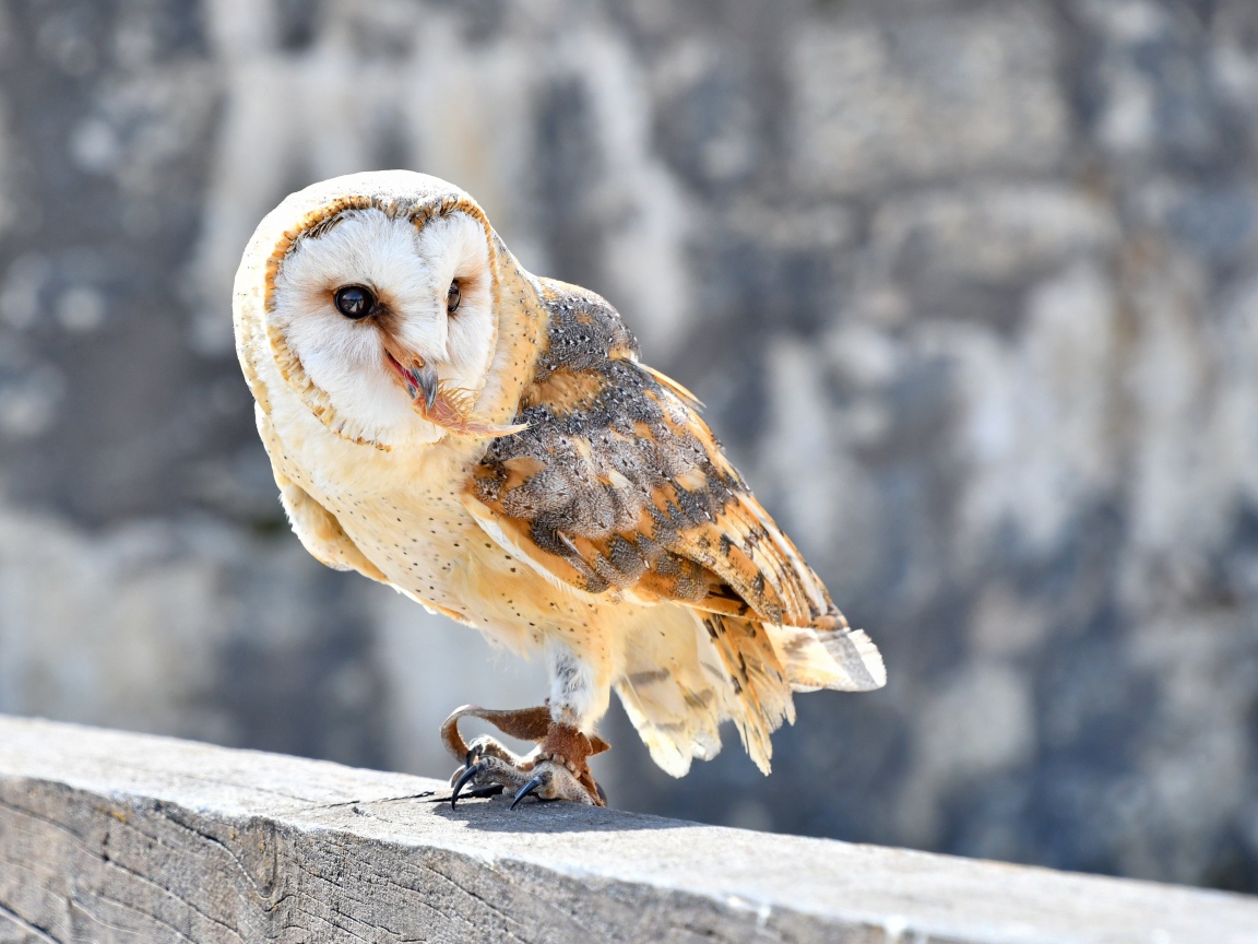 Большая сова сидит на заборе 