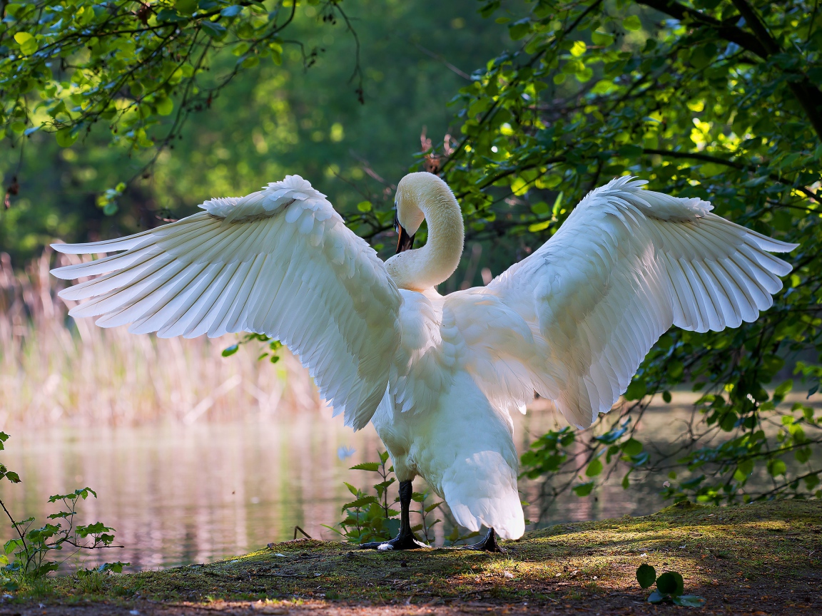 Большой белый лебедь расправил крылья у пруда