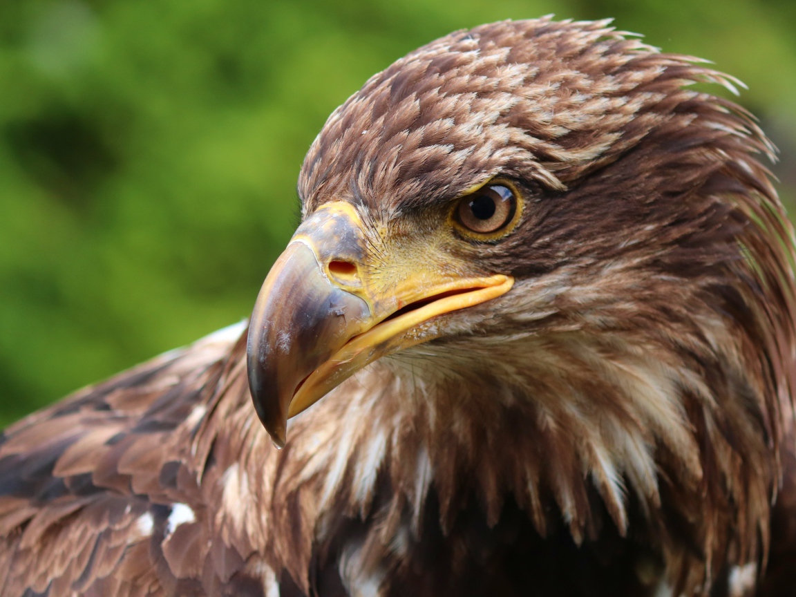 Коричневая хищная птица с острым клювом 