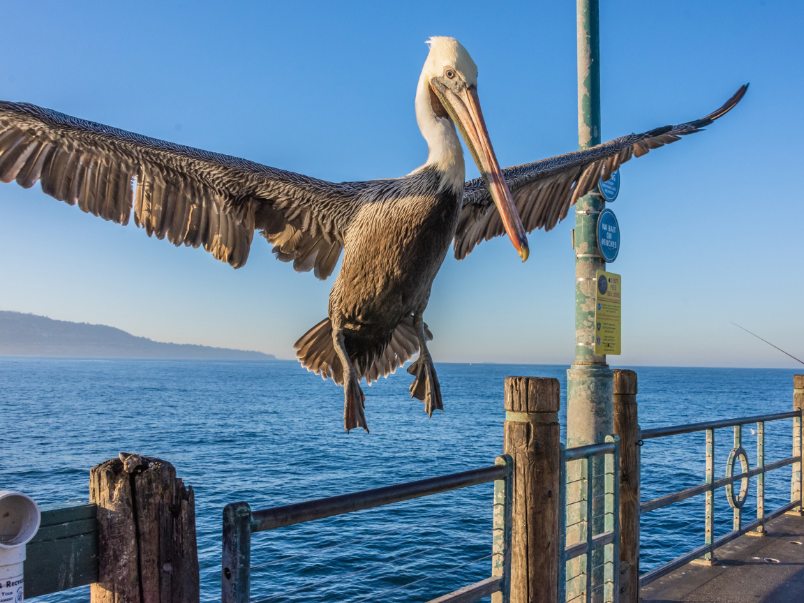 Большой пеликан садится на перила 