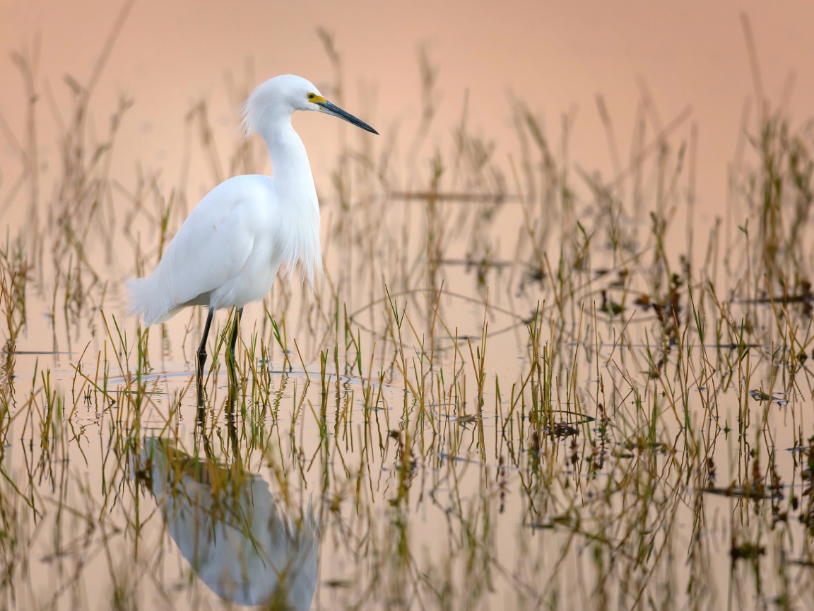Большая белая цапля в воде на охоте